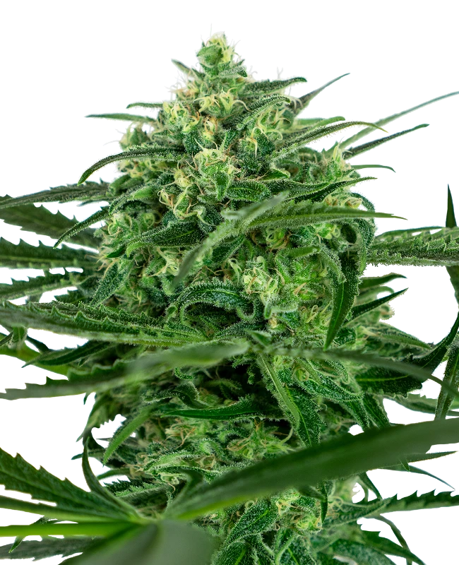 Amnesia (Sensi Seeds) Hanf Steckling