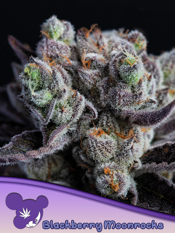 Blackberry Moonrocks® (Anesia Seeds) Hanf Steckling