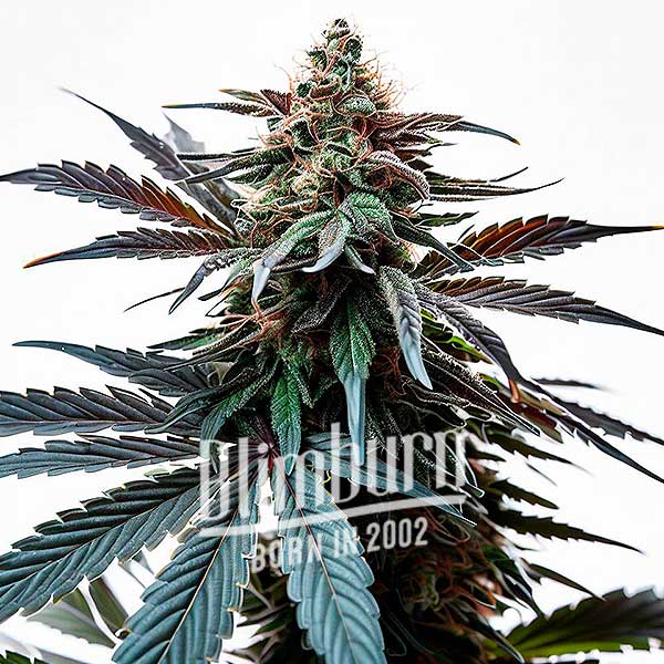 Cap Junky (BlimBurn Seeds) Hanf Steckling