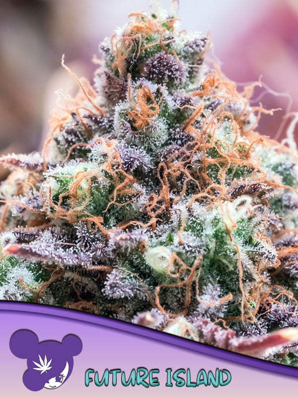 Future Island (Anesia Seeds) Steckling