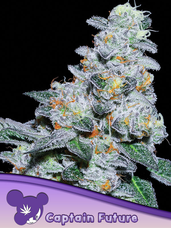 Captain Future (Anesia Seeds) Hanf Steckling