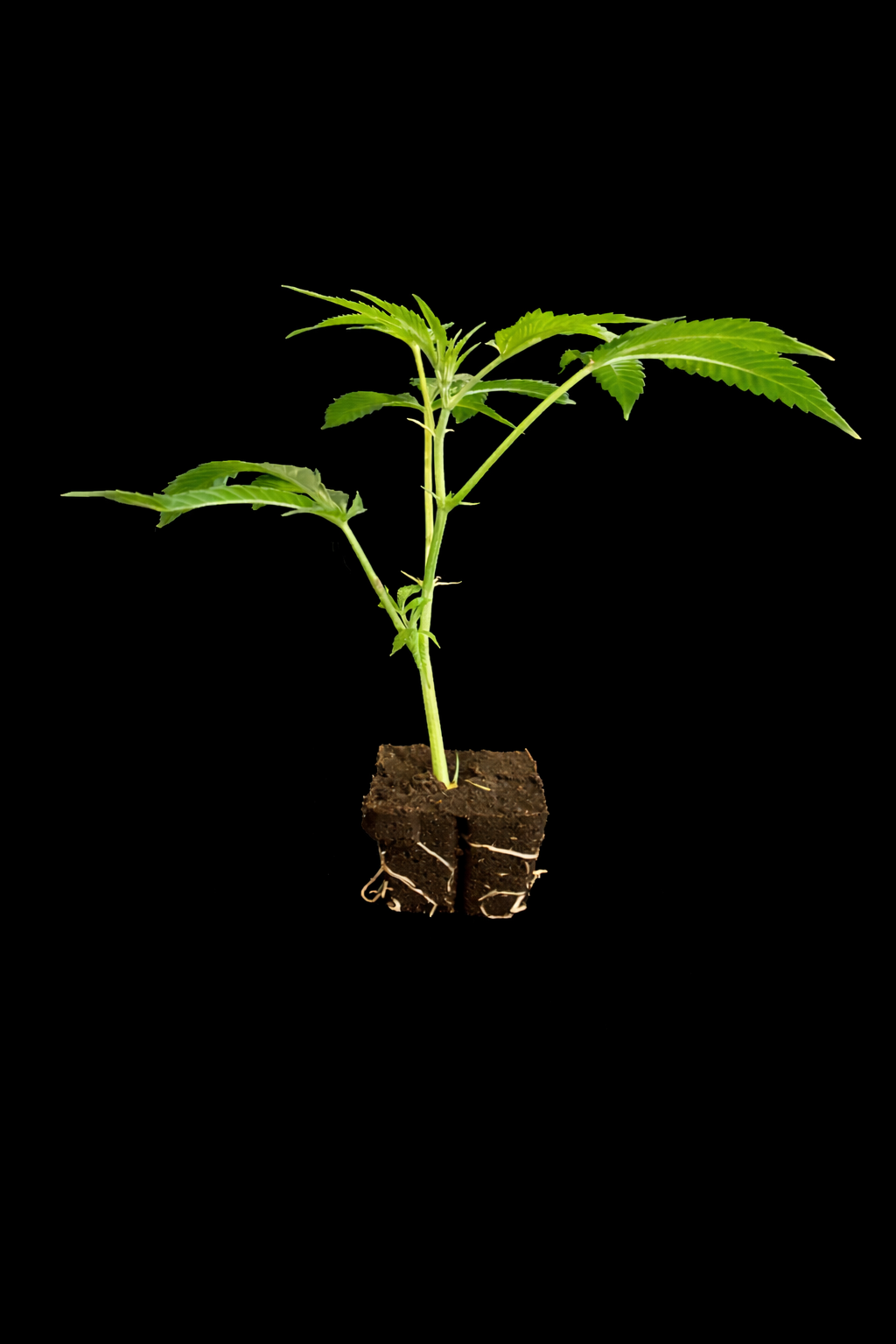 Fat Bastard (BlimBurn Seeds) Hanf Steckling