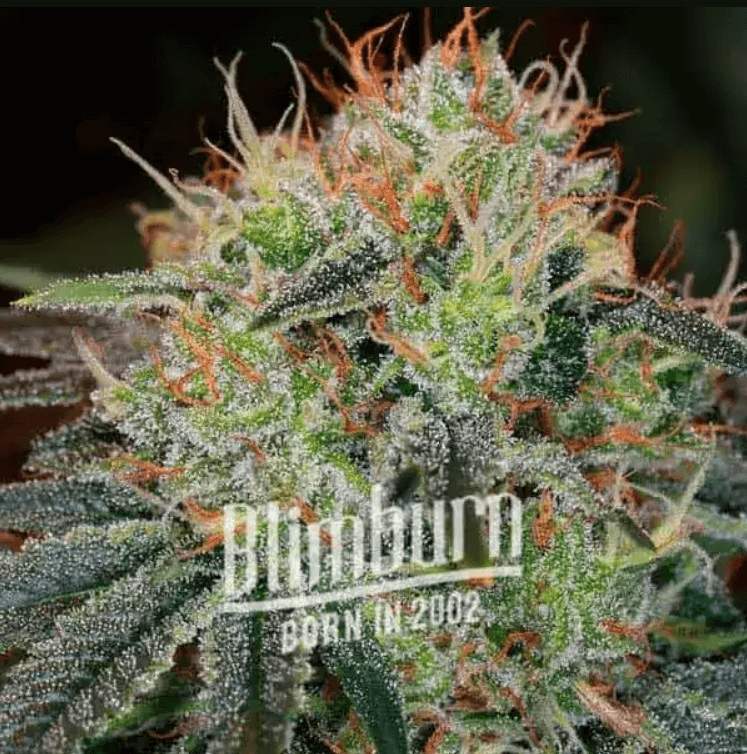 Fat Bastard (BlimBurn Seeds) Hanf Steckling