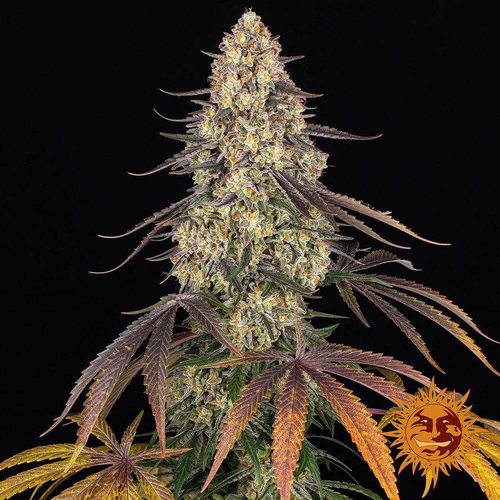 KUSH MINTZ (Barney´s Farm) Steckling
