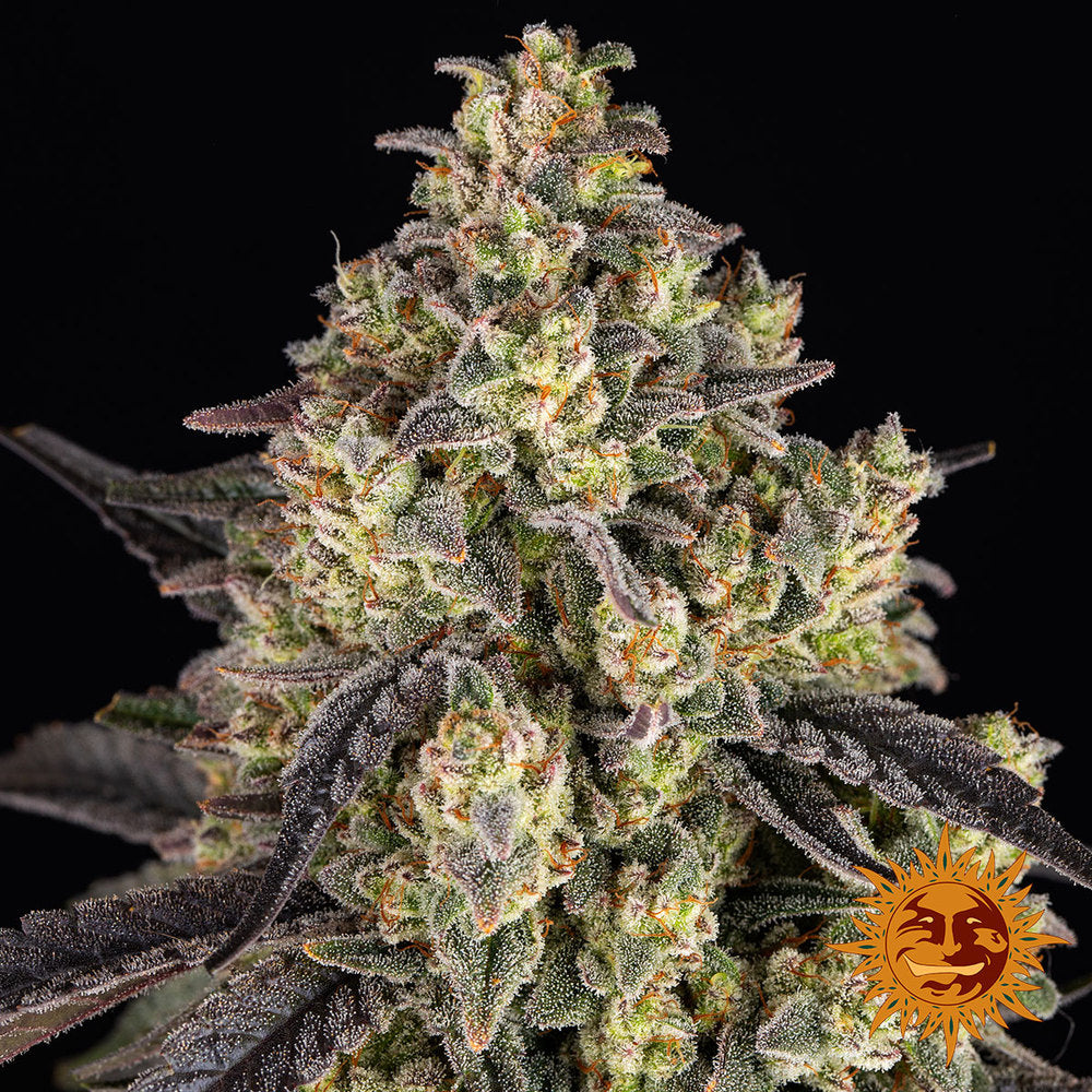 KUSH MINTZ (Barney´s Farm) Steckling