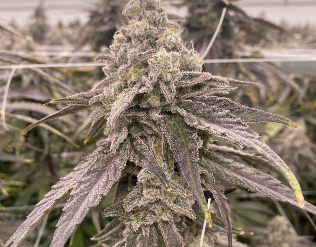 MAC(BlimBurn Seeds) Hanf Steckling