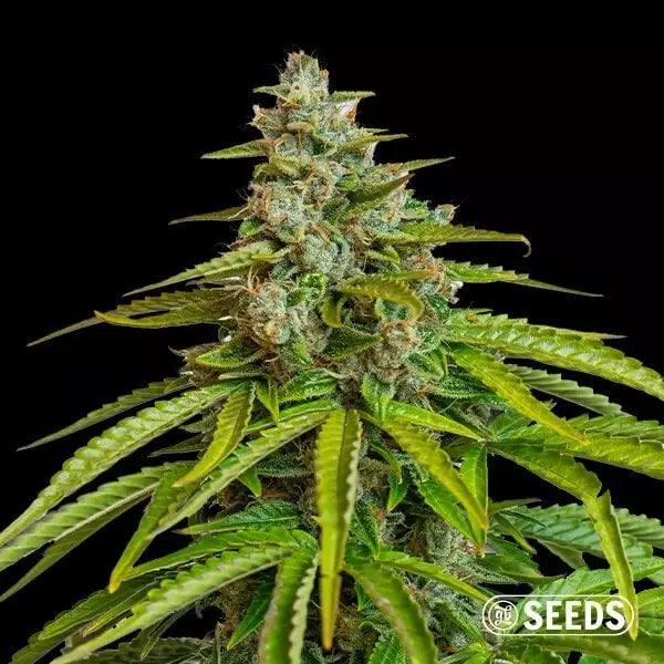 Grapes & Cream Steckling THC: < 35% Indica