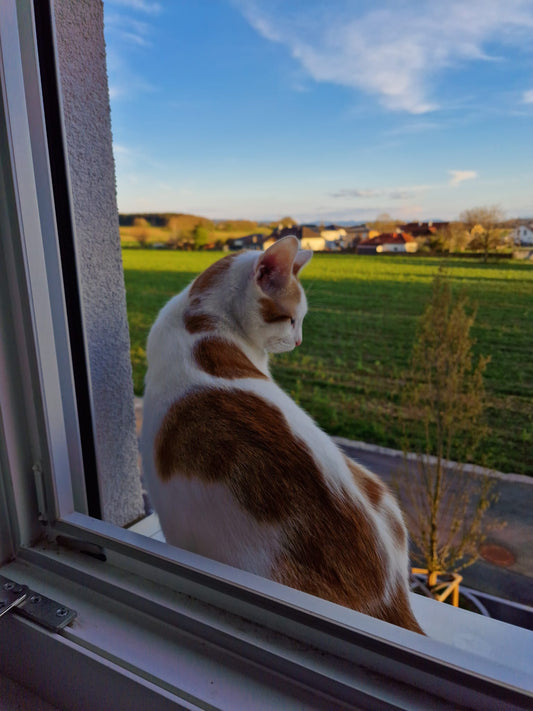 CBG und CBD für Katzen: Eine sanfte Unterstützung für unsere Samtpfoten