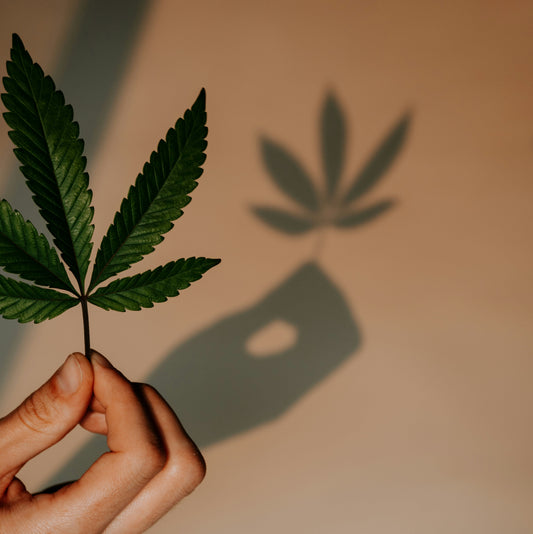 Eine Hand hält ein charakteristisches Hanfblatt einer selektierten Mutterpflanze als Symbol für stabile Genetik bei Cannabis Stecklingen.