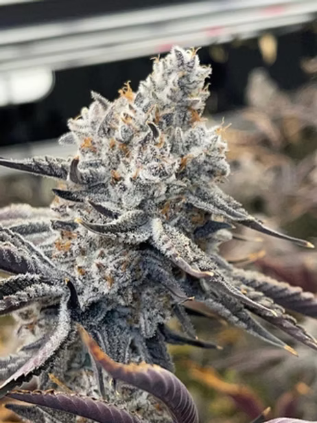 Cap Junky (BlimBurn Seeds) Hanf Steckling