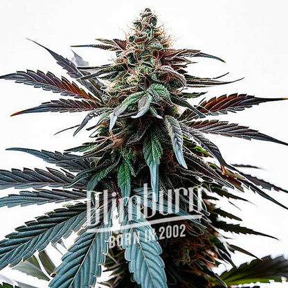 Cap Junky (BlimBurn Seeds) Hanf Steckling