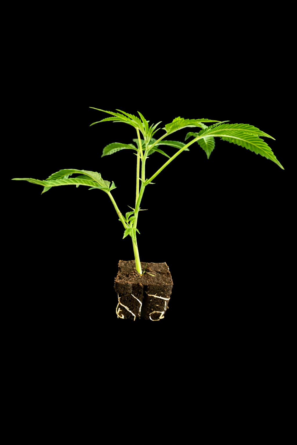 Sensi Amnesia (Sensi Seeds) Hanf Steckling
