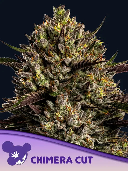 Steckling Chimera Cut  THC: ≤ 38,5%	Hybrid