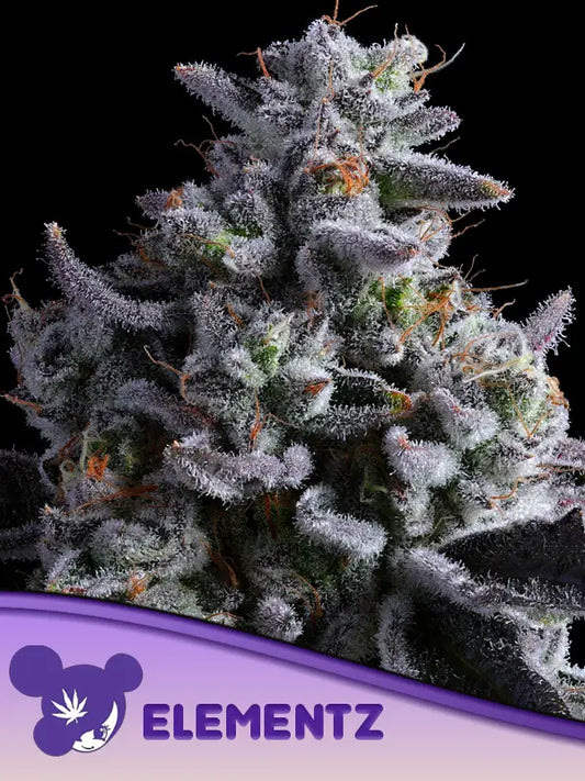 Steckling Elementz  THC: ≤ 33 - 38%	Indica Dominant