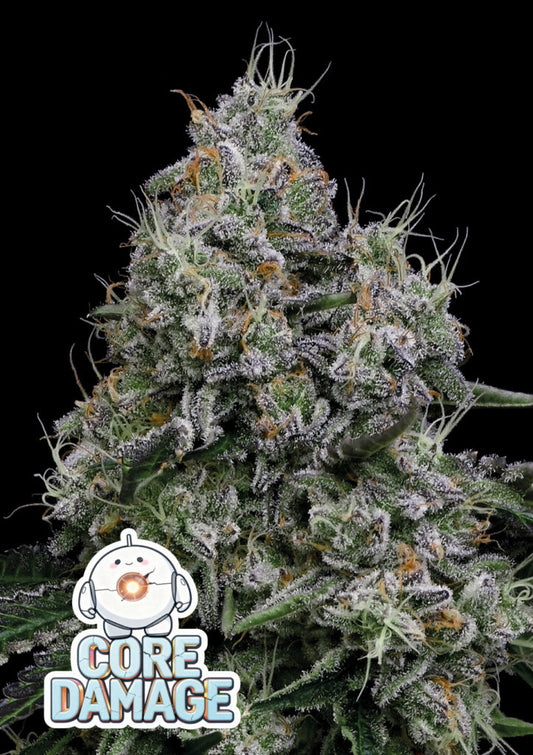 Pracht volle Blüten der Cannabis Sorte Core Damage von Anesia Seeds – Premium Hanf Stecklinge bei Forrest Grow