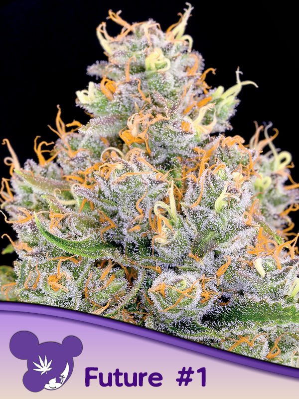 Pracht volle Blüten der Cannabis Sorte Future#1 von Anesia Seeds – Premium Hanf Stecklinge bei Forrest Grow