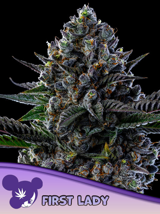 First Lady (Anesia Seeds) Steckling
