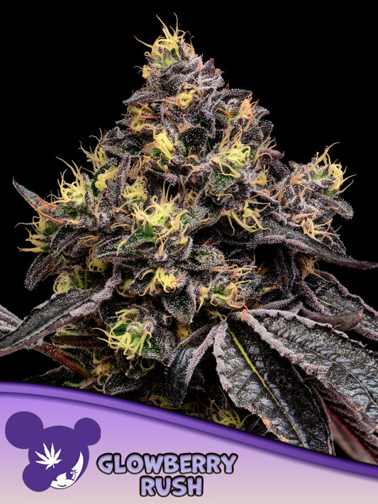 Glowberry Rush (Anesia Seeds) Steckling
