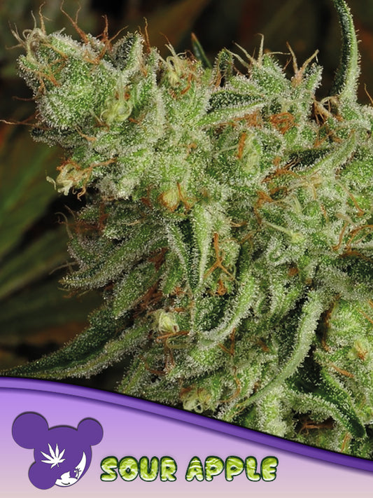 Steckling Sour Apple  THC: ≤ 27%	Indica Dominant