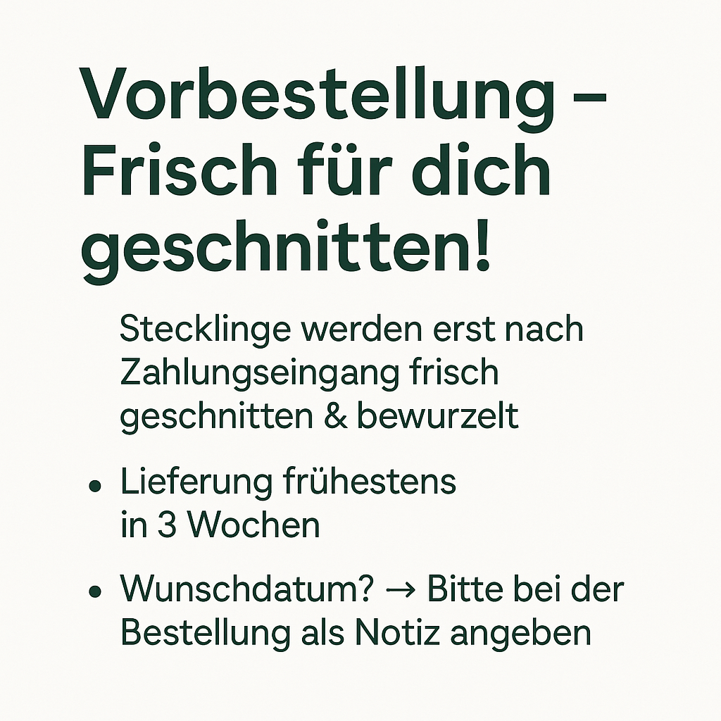 Infografik zur Vorbestellung von Hanf Stecklingen bei Forrest Grow – Infos zu Lieferzeiten und Reservierung