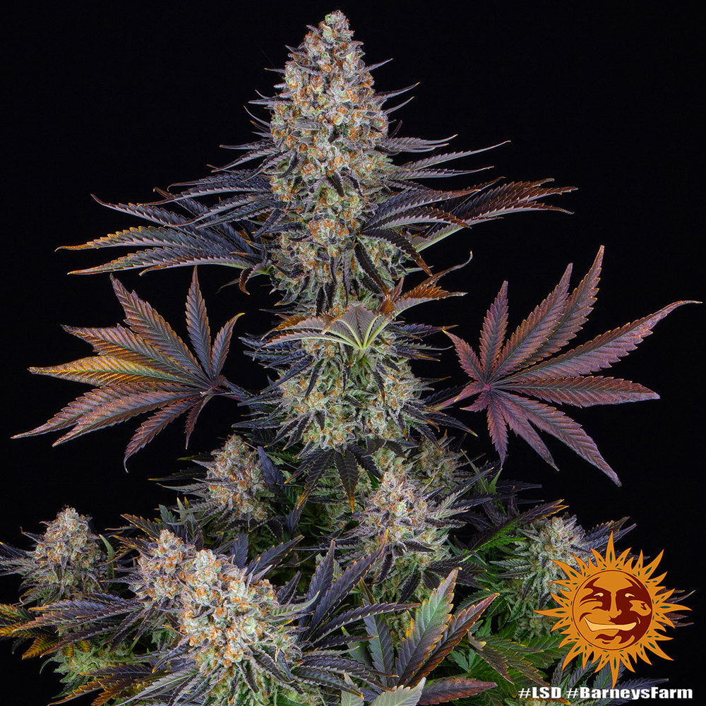 Pracht volle Blüten der Cannabis Sorte LSD von Barney´s Farm – Premium Hanf Stecklinge bei Forrest Grow