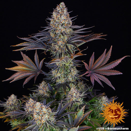Pracht volle Blüten der Cannabis Sorte LSD von Barney´s Farm – Premium Hanf Stecklinge bei Forrest Grow