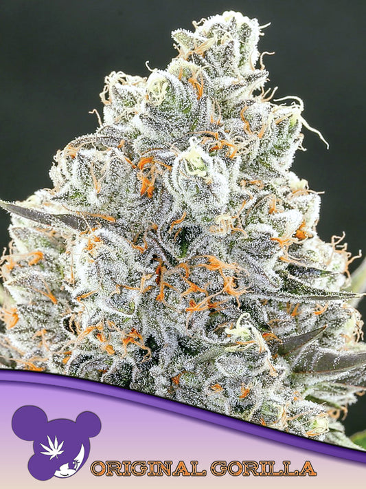 Original Gorilla #4 Steckling  THC: ≤ 33%	Sativa Dominant