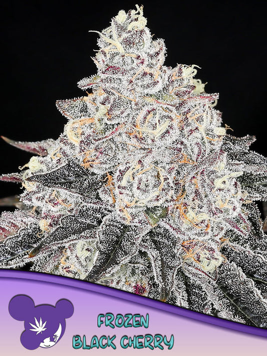 Steckling Frozen Black Cherry®  THC: ≤ 35%	Indica Dominant