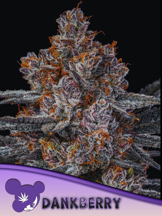 Steckling Dankberry  THC: ≤ 35%	Hybrid