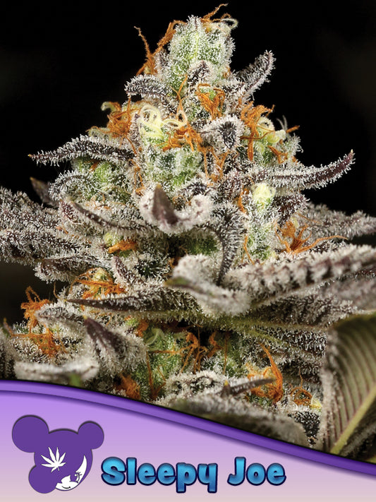 Steckling Sleepy Joe® THC: ≤ 34%	Indica Dominant