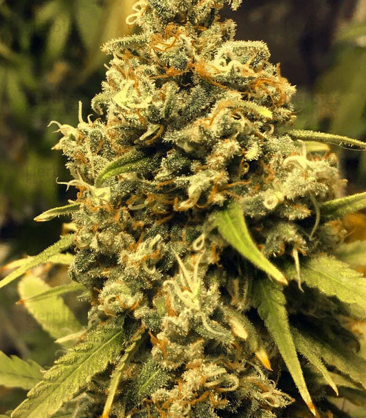 Pracht volle Blüten der Cannabis Sorte Pineapple Express von G13 labs – Premium Hanf Stecklinge bei Forrest Grow