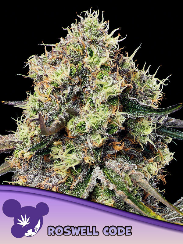 Pracht volle Blüten der Cannabis Sorte Roswell Code von Anesia Seeds – Premium Hanf Stecklinge bei Forrest Grow