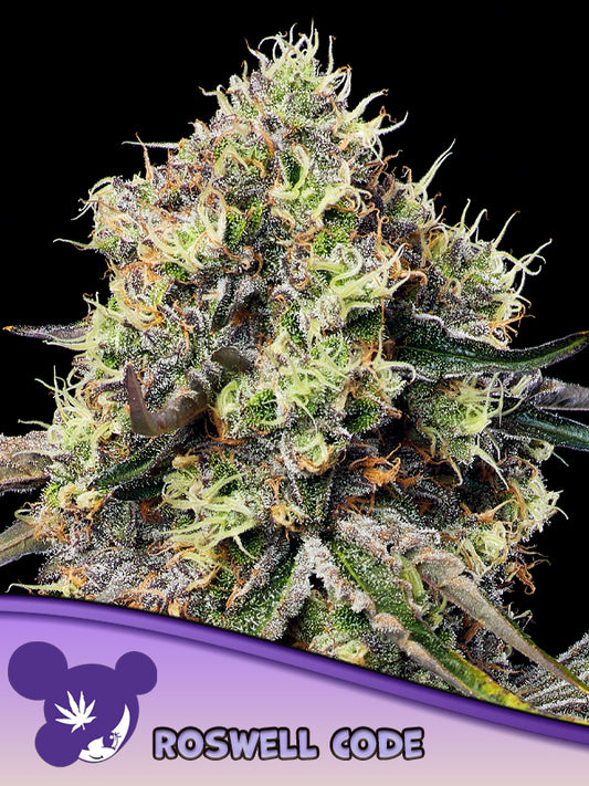 Pracht volle Blüten der Cannabis Sorte Roswell Code von Anesia Seeds – Premium Hanf Stecklinge bei Forrest Grow