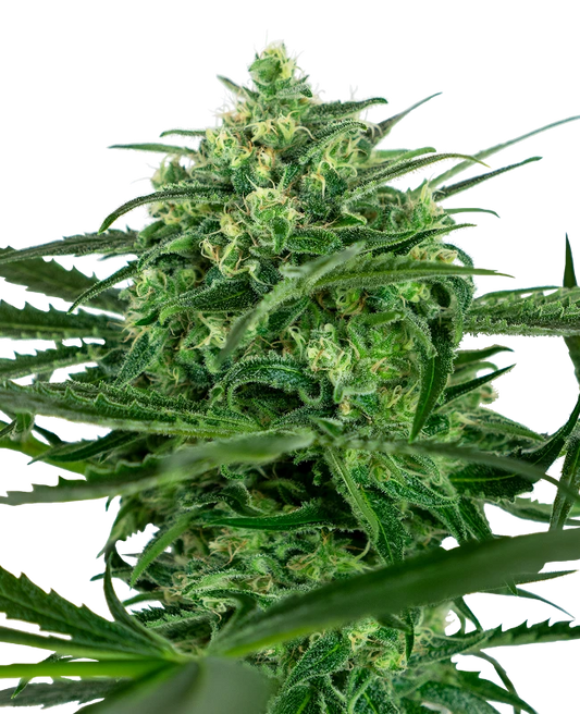 Prachtvolle Blüten der Cannabis Sorte Sensi Amnesia von Sensi Seeds – Premium Hanf Stecklinge bei Forrest Grow