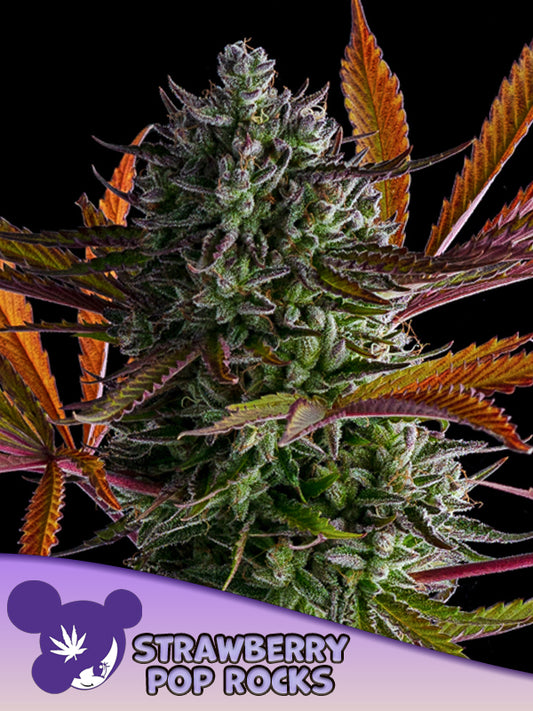Pracht volle Blüten der Cannabis Sorte Strawberry Poprocks von Anesia Seeds – Premium Hanf Stecklinge bei Forrest Grow
