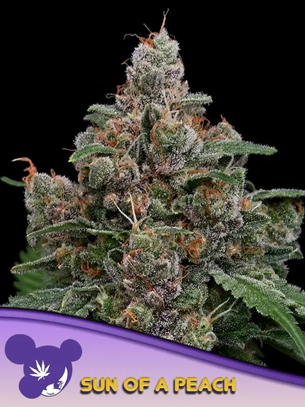 Pracht volle Blüten der Cannabis Sorte Sun of a Peach von Anesia Seeds – Premium Hanf Stecklinge bei Forrest Grow
