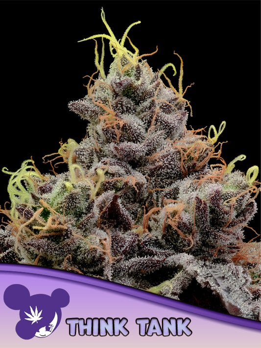 Pracht volle Blüten der Cannabis Sorte Think Tank von Anesia Seeds – Premium Hanf Stecklinge bei Forrest Grow