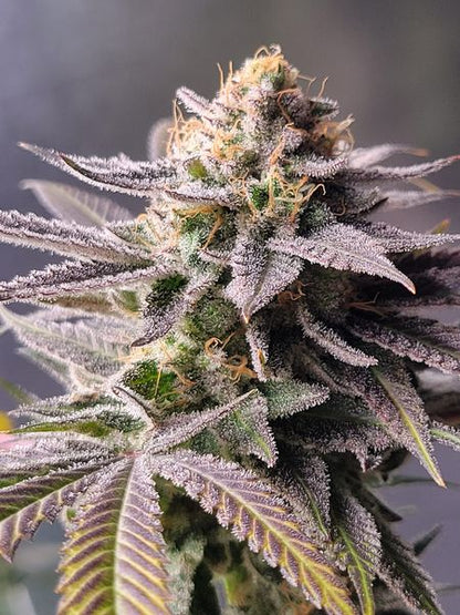 Godfather OG (BlimBurn Seeds) Hanf Steckling