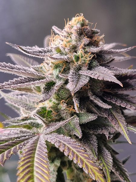 Godfather OG (BlimBurn Seeds) Hanf Steckling