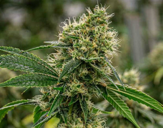Scrambler Haze (BlimBurn Seeds) Hanf Steckling