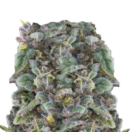 Sämling Zkittlez THC: 24-26 %      Indica Dominant