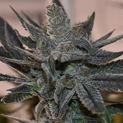 Black Runtz (BlimBurn Seeds) Hanf Steckling