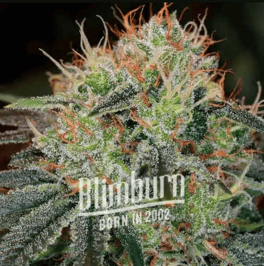 Fat Bastard (BlimBurn Seeds) Hanf Steckling