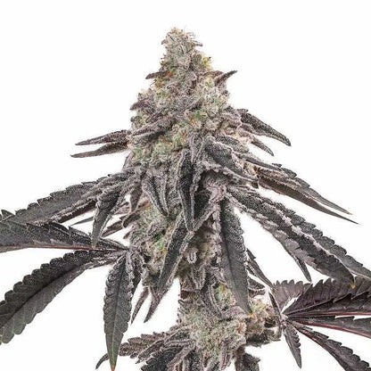 MAC(BlimBurn Seeds) Hanf Steckling