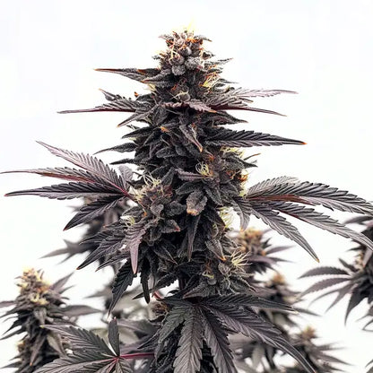 Black Runtz (BlimBurn Seeds) Hanf Steckling