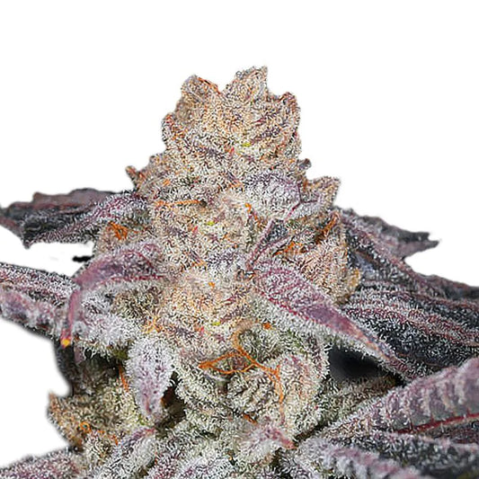 Sämling Sour Zkittlez THC: 24-26%    Sativa Dominant