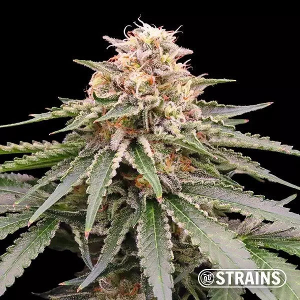 Steckling Dos y Glue THC: < 30%  Hybrid