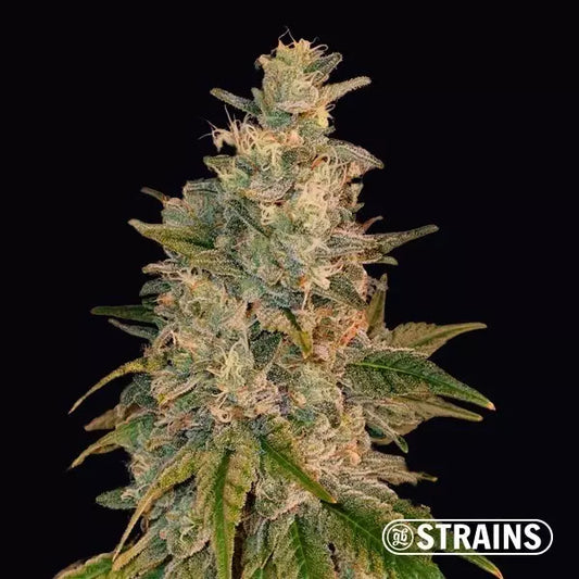 Gorilla Glue #5 Steckling  THC: < 30 % Sativa Dominant